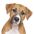 Logo Rassehunde Ausstellung 2026